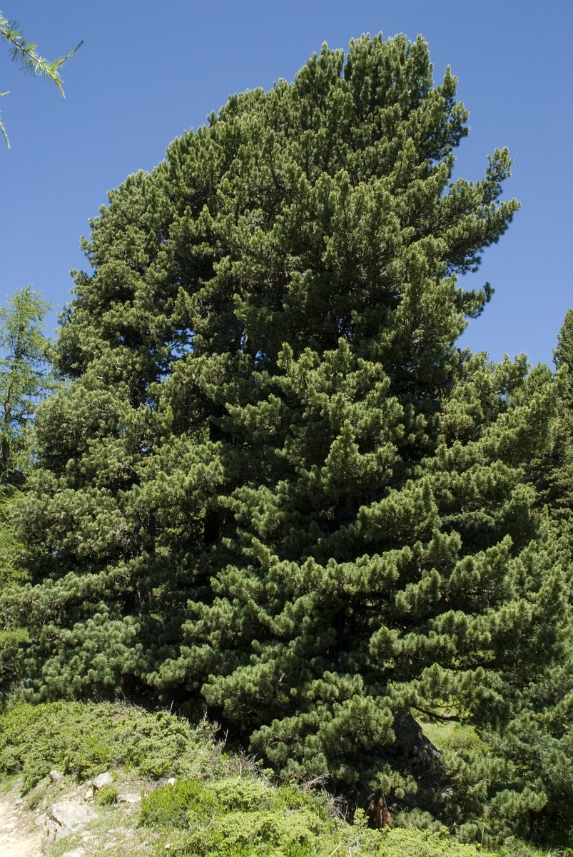 Pinus cembra